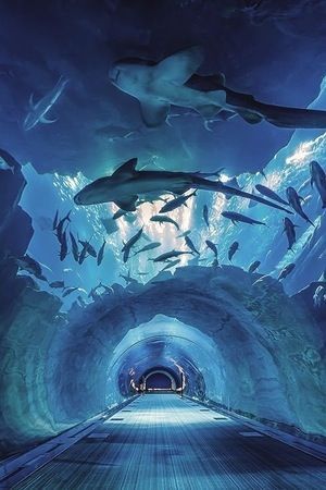 Underwater aquarium tunnel in Dubai